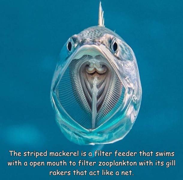 cool pics and random photos - inside mackerel mouth - The striped mackerel is a filter feeder that swims with a open mouth to filter zooplankton with its gill rakers that act a net.
