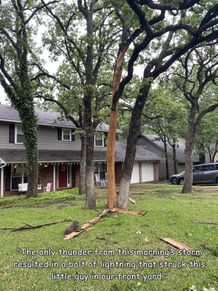 cool pics and random photos - tree - "The only thunder from this morning's storm resulted in a bolt of lightning that struck this little guy in our front yard."