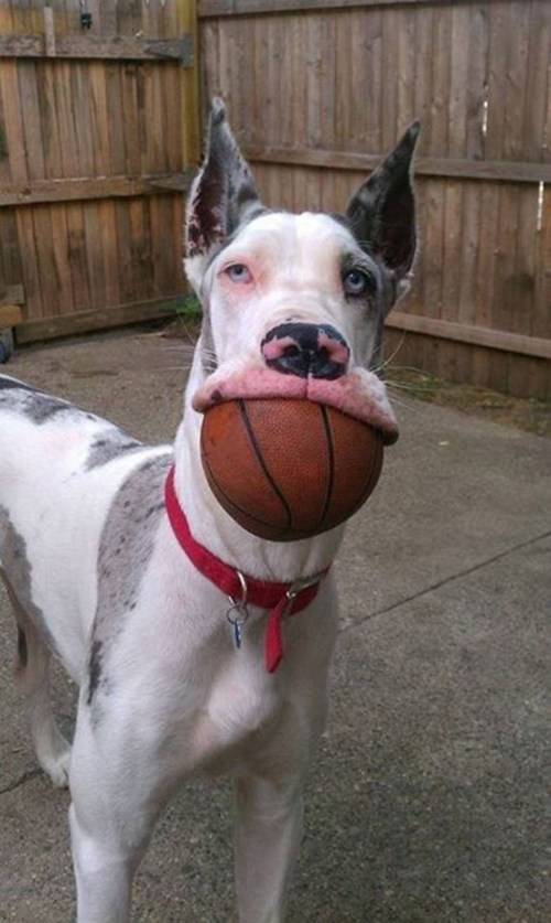cool pics and random photos - funny pictures of great danes