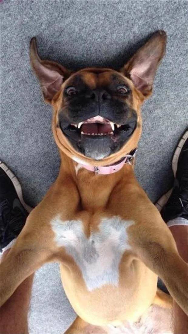 cool pics and random photos - happy boxer dog