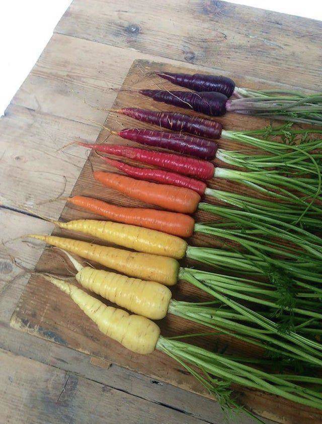 cool pics and random photos - different colored carrots