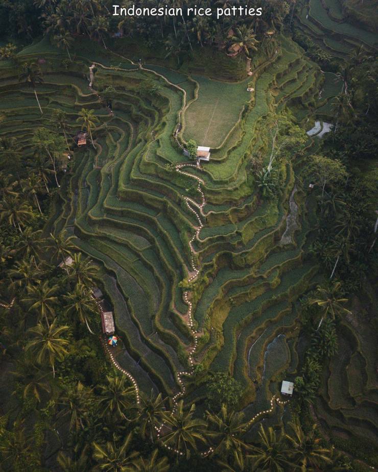 cool pics and random photos - vegetation - Indonesian rice patties