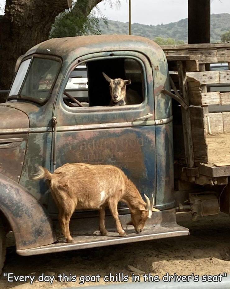 cool pics and random photos - vintage car - "Every day this goat chills in the driver's seat"