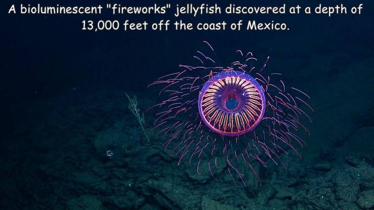 cool random pics - marine biology - A bioluminescent "fireworks" jellyfish discovered at a depth of 13,000 feet off the coast of Mexico.