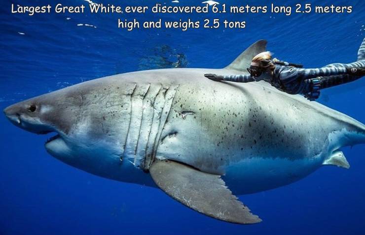cool random pics - white shark giant - Largest Great White, ever discovered 6.1 meters long 2.5 meters high and weighs 2.5 tons