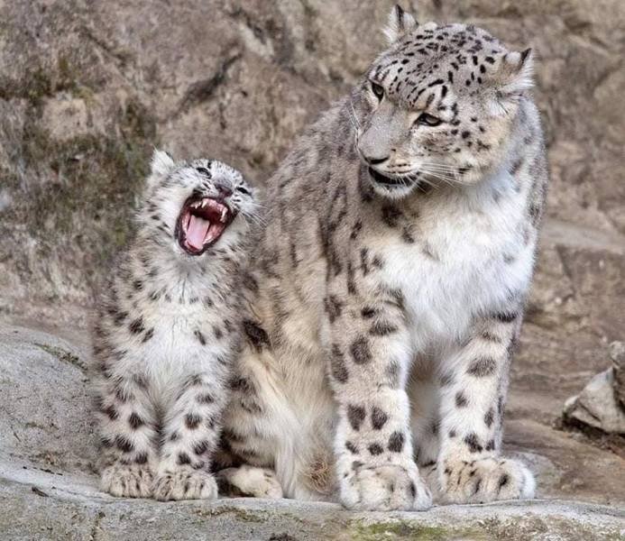 cool random pics - snow leopard young