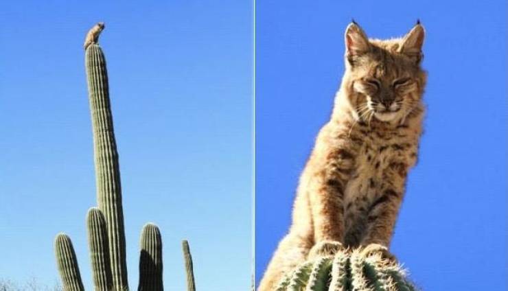 cool random pics - bobcat sitting on top of 40 foot tall cactus in the arizona desert after being chased by a mountain lion