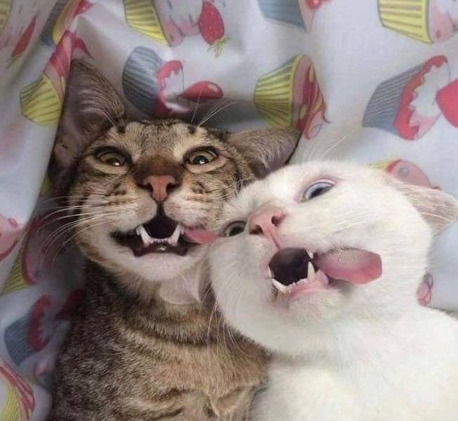 extremely funny cats