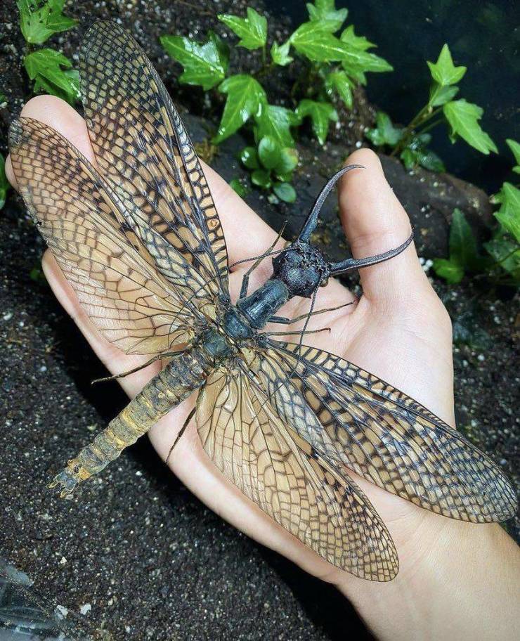 giant chinese dobsonfly