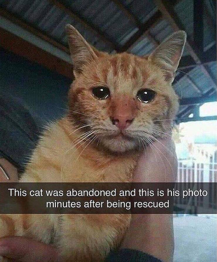 cat tears - This cat was abandoned and this is his photo minutes after being rescued
