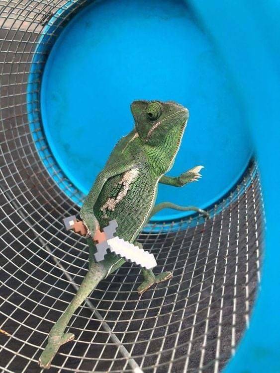 chameleon with lego props