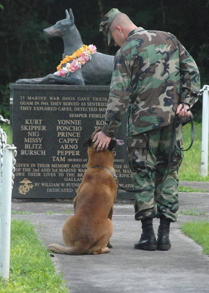 memorial day military dogs - 25 Marine War Dogs Gave Their Guam In 1944. They Served As Sentries They Explored Caves, Detected Min Semper Fidelis Kurt Yonnie Kos Skipper Poncho Nig Prince Missy Cappy Blitz Arno Bursch Pepper Tam Buried At Given In Their M