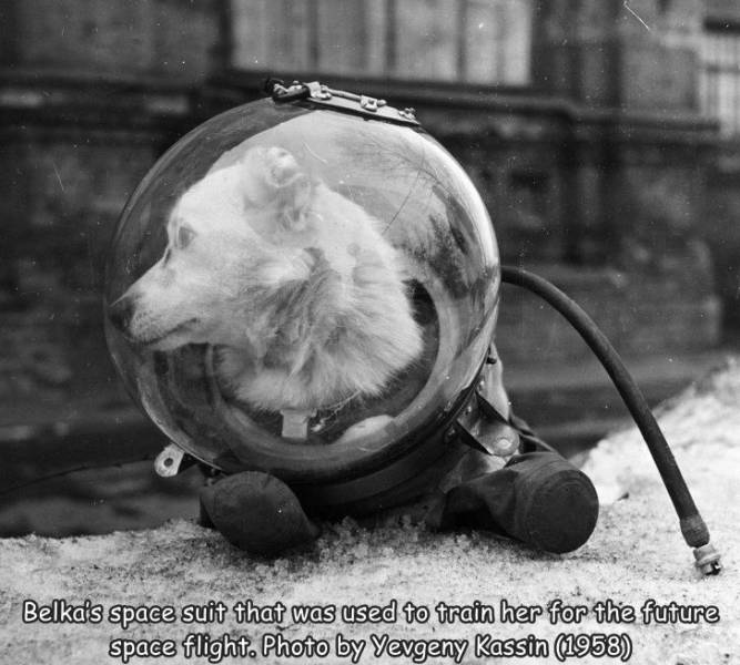 August - Belka's space suit that was used to train her for the future space flight. Photo by Yevgeny Kassin 1958