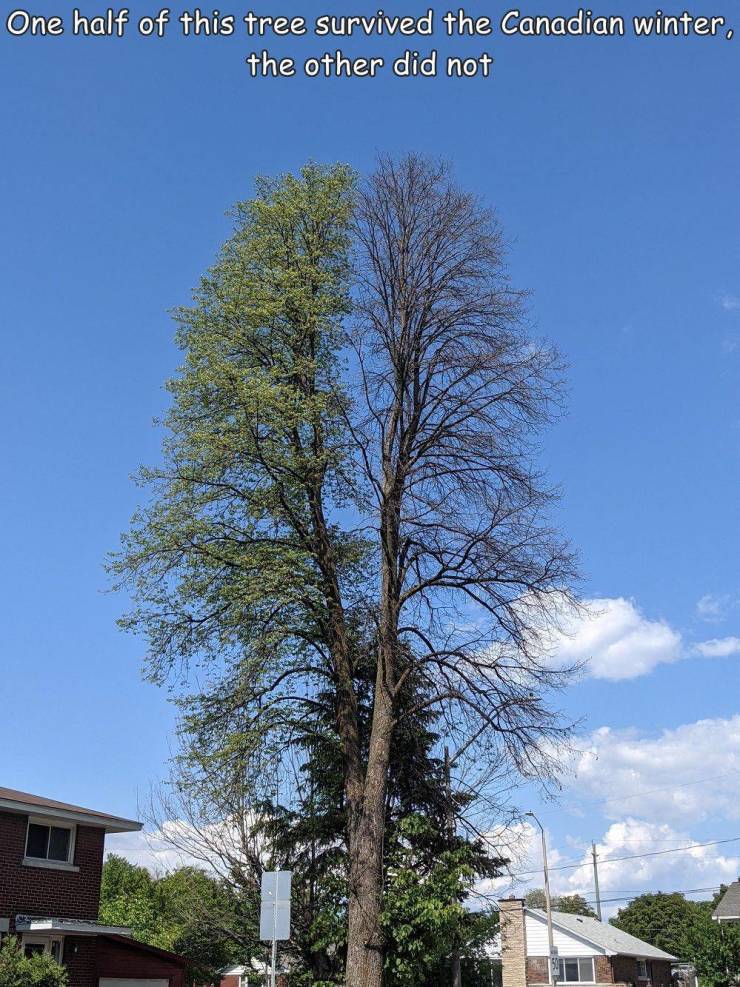 sky - One half of this tree survived the Canadian winter, the other did not