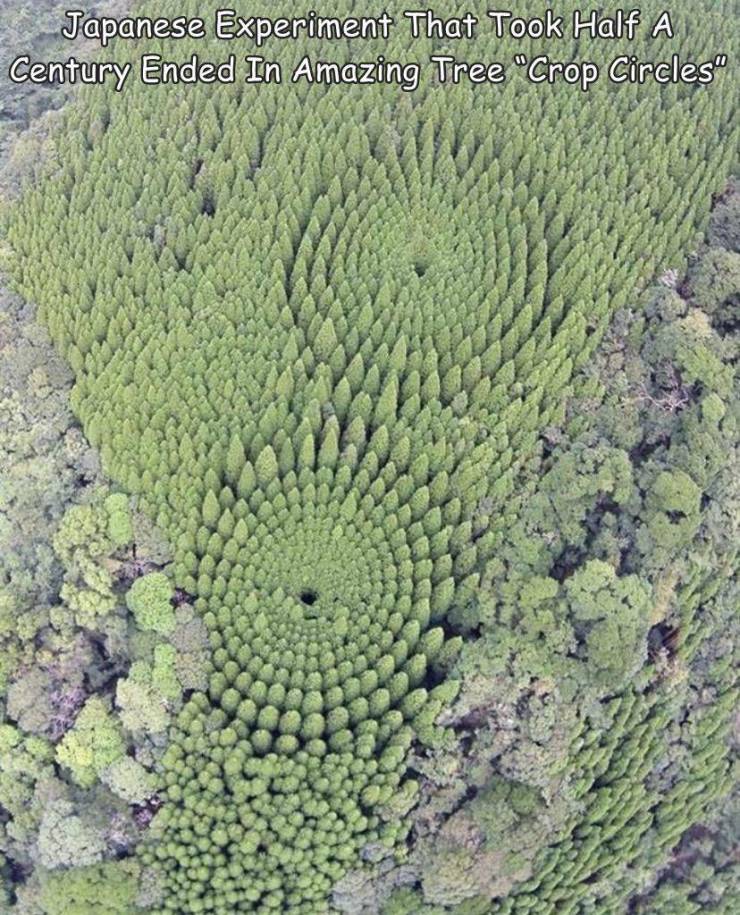 crop circle - Japanese Experiment That Took Half A Century Ended In Amazing Tree "Crop Circles"