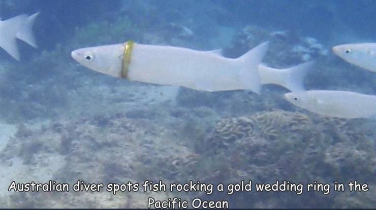 fish with wedding ring - Australian diver spots fish rocking a gold wedding ring in the Pacific Ocean
