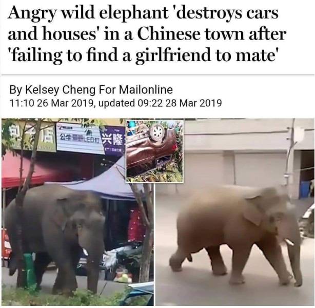 incel animal - Angry wild elephant 'destroys cars and houses' in a Chinese town after 'failing to find a girlfriend to mate' By Kelsey Cheng For Mailonline , updated De 12 Con