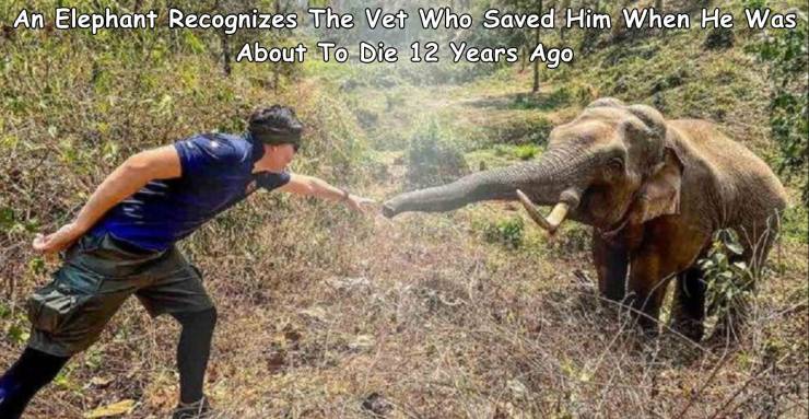 Elephant - An Elephant Recognizes The Vet Who Saved Him When He Was About To Die 12 Years Ago