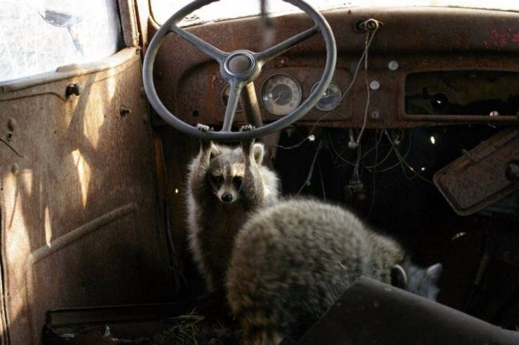 racoons in car