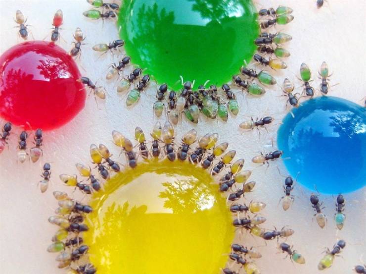 ant eating colored water