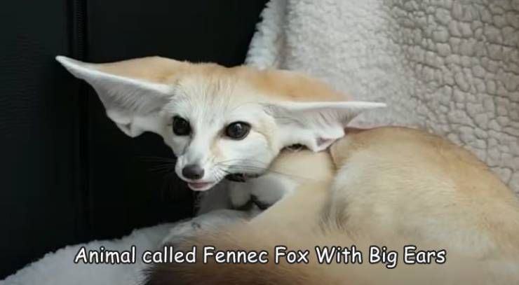 fox - Animal called Fennec Fox With Big Ears