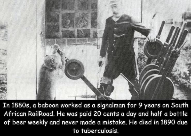 In 1880s, a baboon worked as a signalman for 9 years on South African Railroad. He was paid 20 cents a day and half a bottle of beer weekly and never made a mistake. He died in 1890 due to tuberculosis.