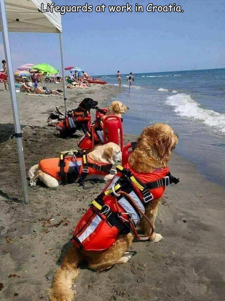 lifeguard dogs in croatia - Lifeguards at work in Croatia.