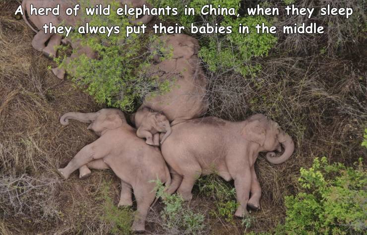 elephants on the move in china - A herd of wild elephants in China, when they sleep they always put their babies in the middle