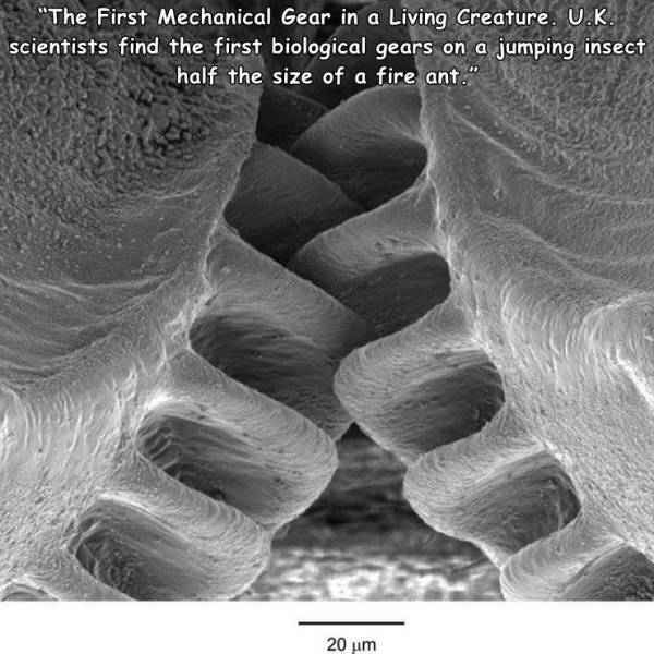 issus coleoptratus - "The First Mechanical Gear in a Living Creature. U.K. scientists find the first biological gears on a jumping insect half the size of a fire ant." 20 um