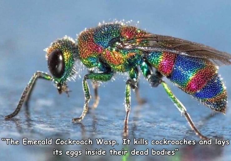 jewel wasp - "The Emerald Cockroach Wasp. It kills cockroaches and lays its eggs inside their dead bodies"