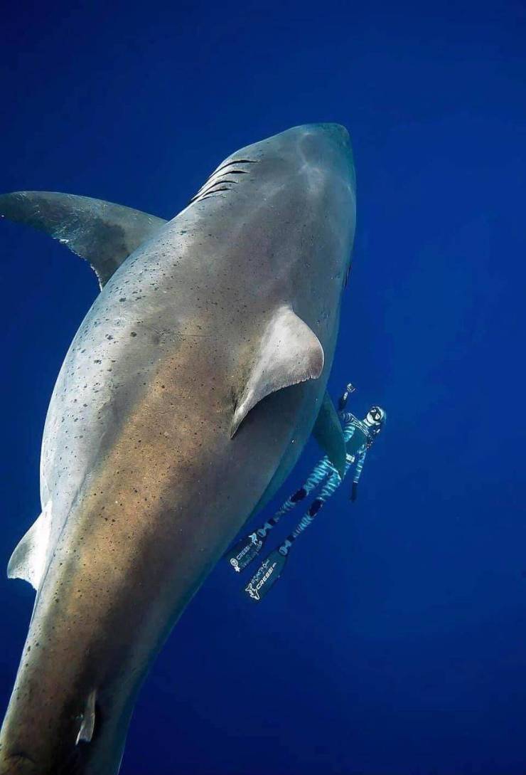lady swimming with great white shark - Tuan Ainus Screen Cru