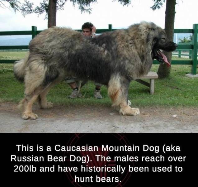 caucasian shepherd dog - This is a Caucasian Mountain Dog aka Russian Bear Dog. The males reach over 200lb and have historically been used to hunt bears.