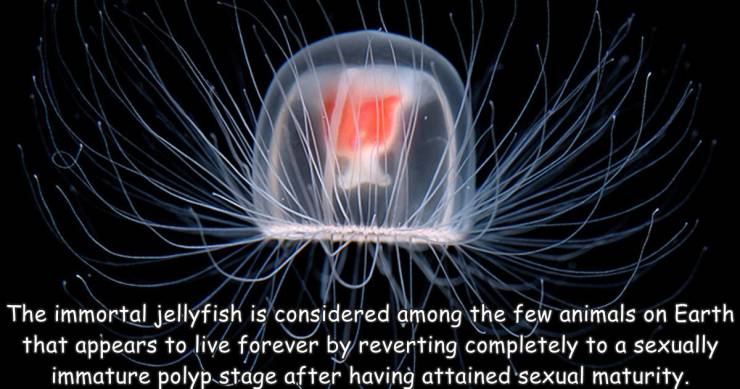 immortal jellyfish - The immortal jellyfish is considered among the few animals on Earth that appears to live forever by reverting completely to a sexually immature polyp stage after having attained sexual maturity.