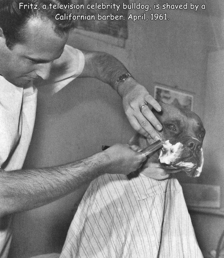 fritz bulldog shaved - Fritz, a television celebrity bulldog, is shaved by a Californian barber. .