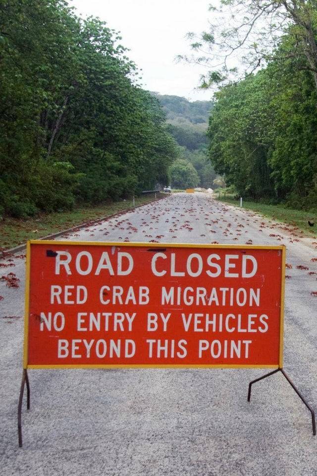 Road Closed Red Crab Migration No Entry By Vehicles Beyond This Point