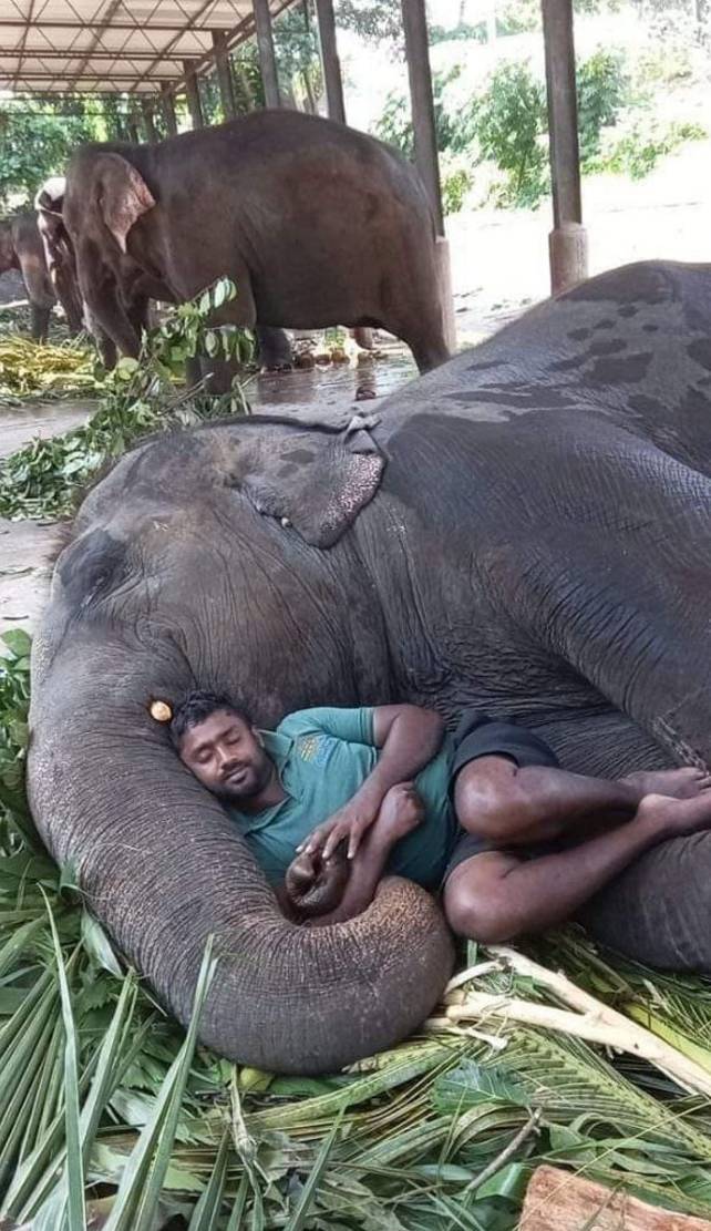 sleeping with elephant