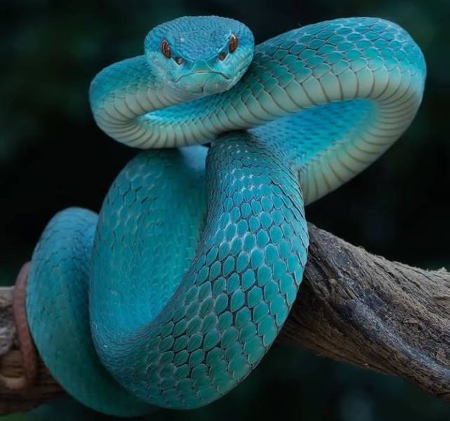 random funny and cool pics - blue insularis pit viper