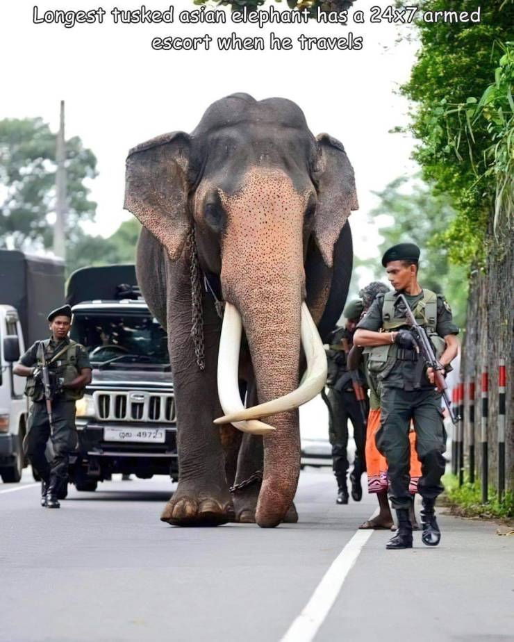 random funny and cool pics - nadungamuwa raja - Longest tusked asian elephant has a 24x7 armed escort when he travels 49729