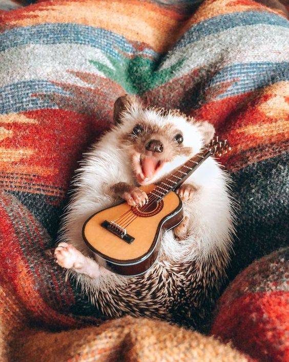 random funny and cool pics - world's happiest hedgehog