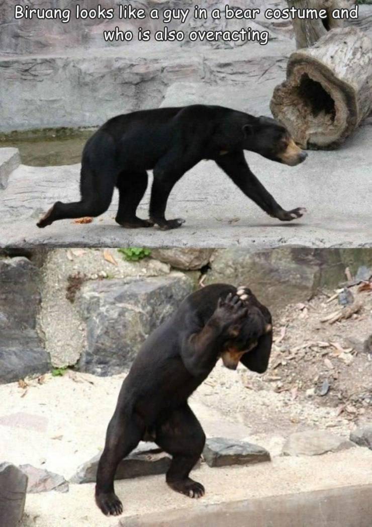 random funny and cool pics - malayan bear - Biruang looks a guy in a bear costume and who is also overacting
