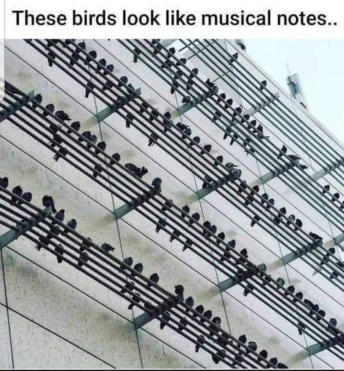 Sheet music - These birds look musical notes..
