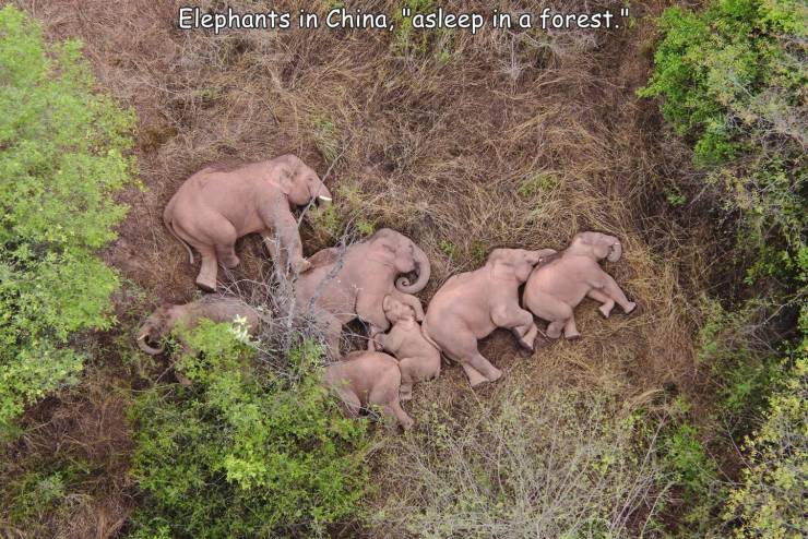 Elephants in China, "asleep in a forest."