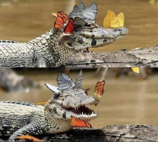 crocodile butterflies meme
