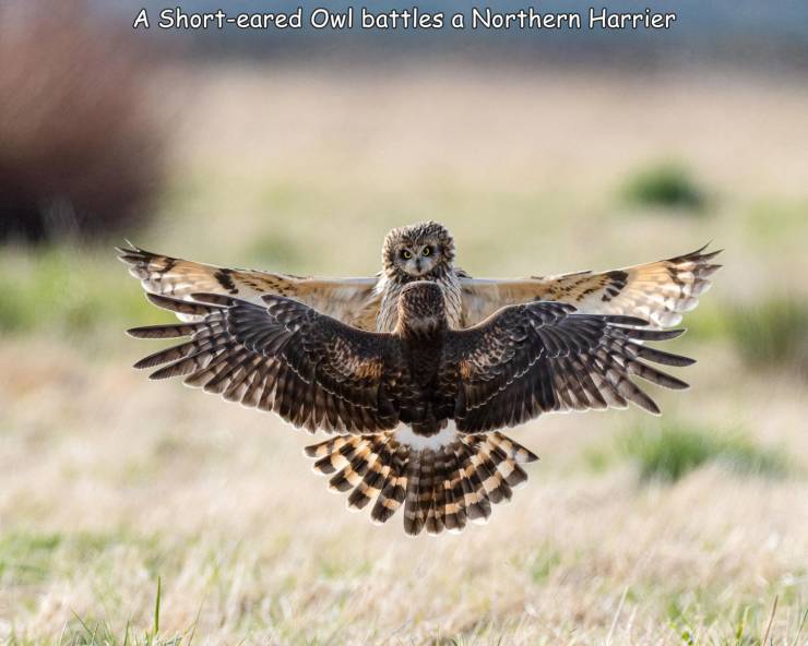 fauna - A Shorteared Owl battles a Northern Harrier