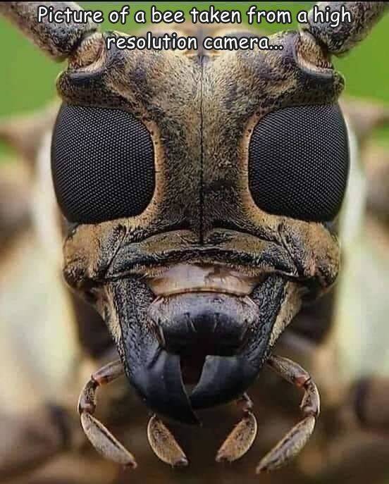 microscope ant - Picture of a bee taken from a high resolution camera...