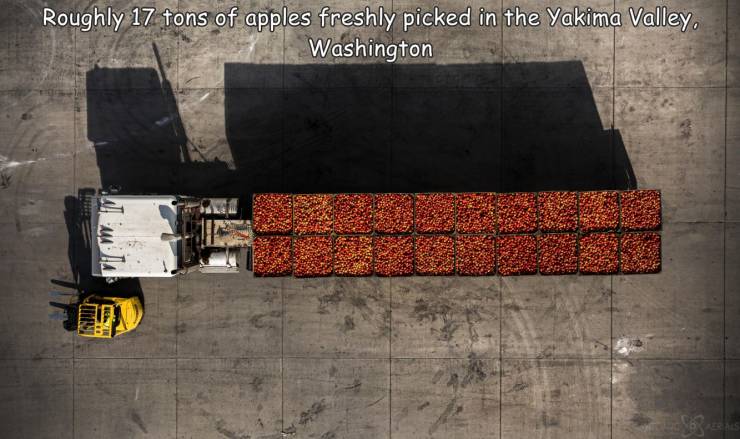 amazing images - orange - Roughly 17 tons of apples freshly picked in the Yakima Valley. Washington Vi