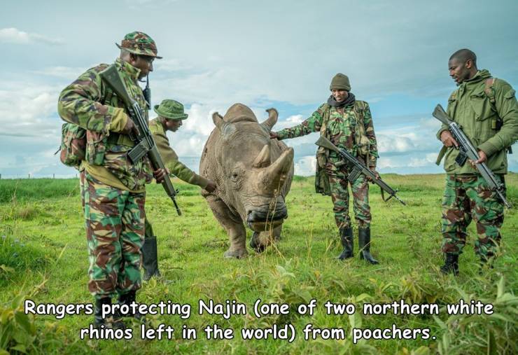 Rangers protecting Najin one of two northern white rhinos left in the world from poachers.