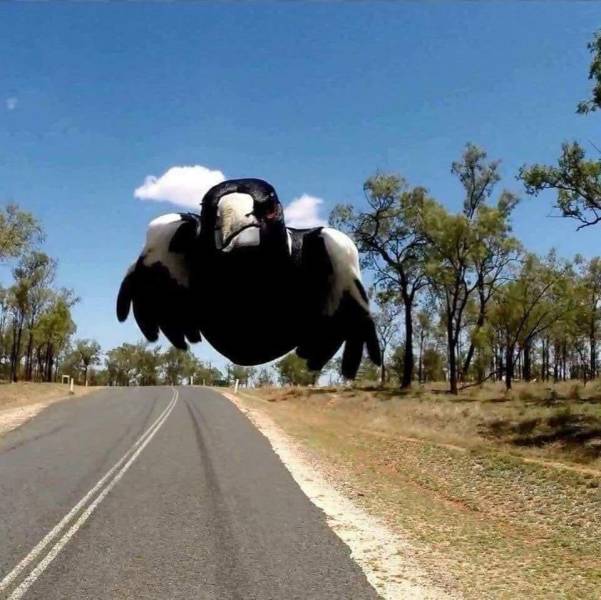 magpie swooping
