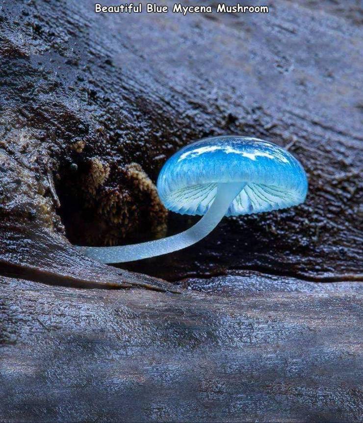 beautiful blue mushroom - Beautiful Blue Mycena Mushroom