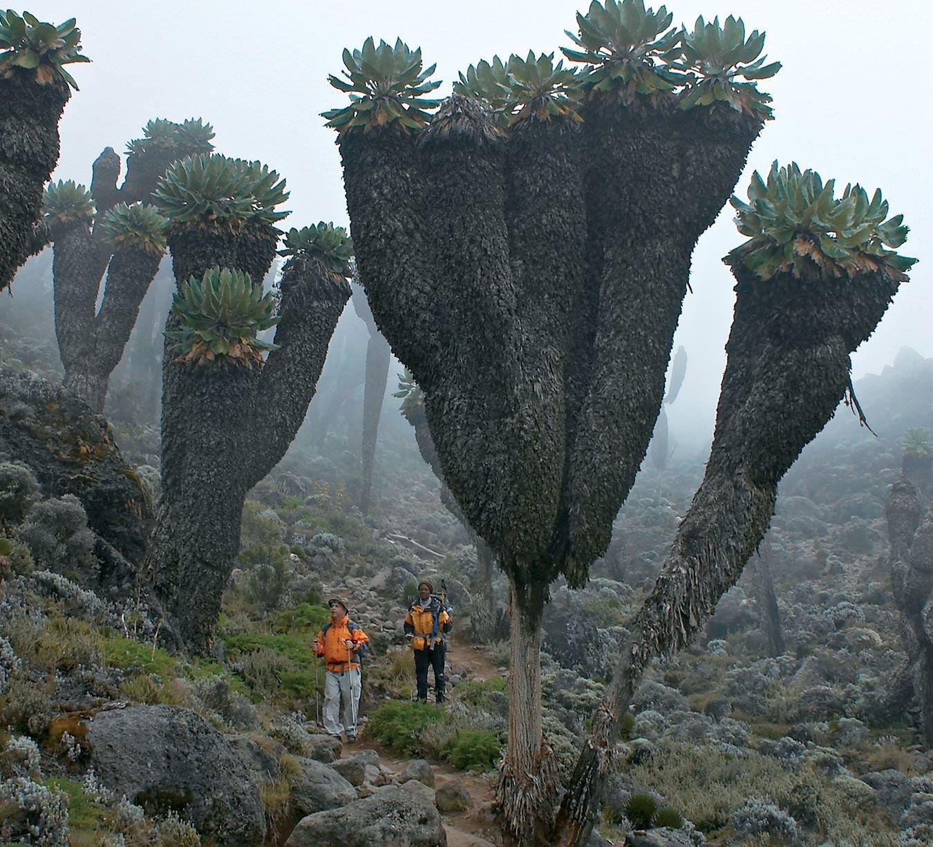 prehistoric plants on mt kilimanjaro